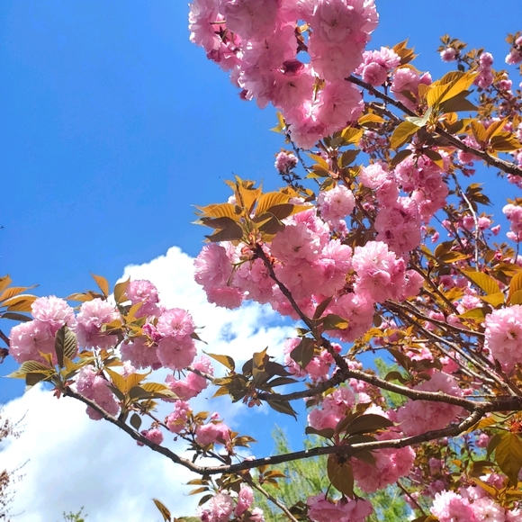 Meet your Posher, Meesh - Picture 2 of 4